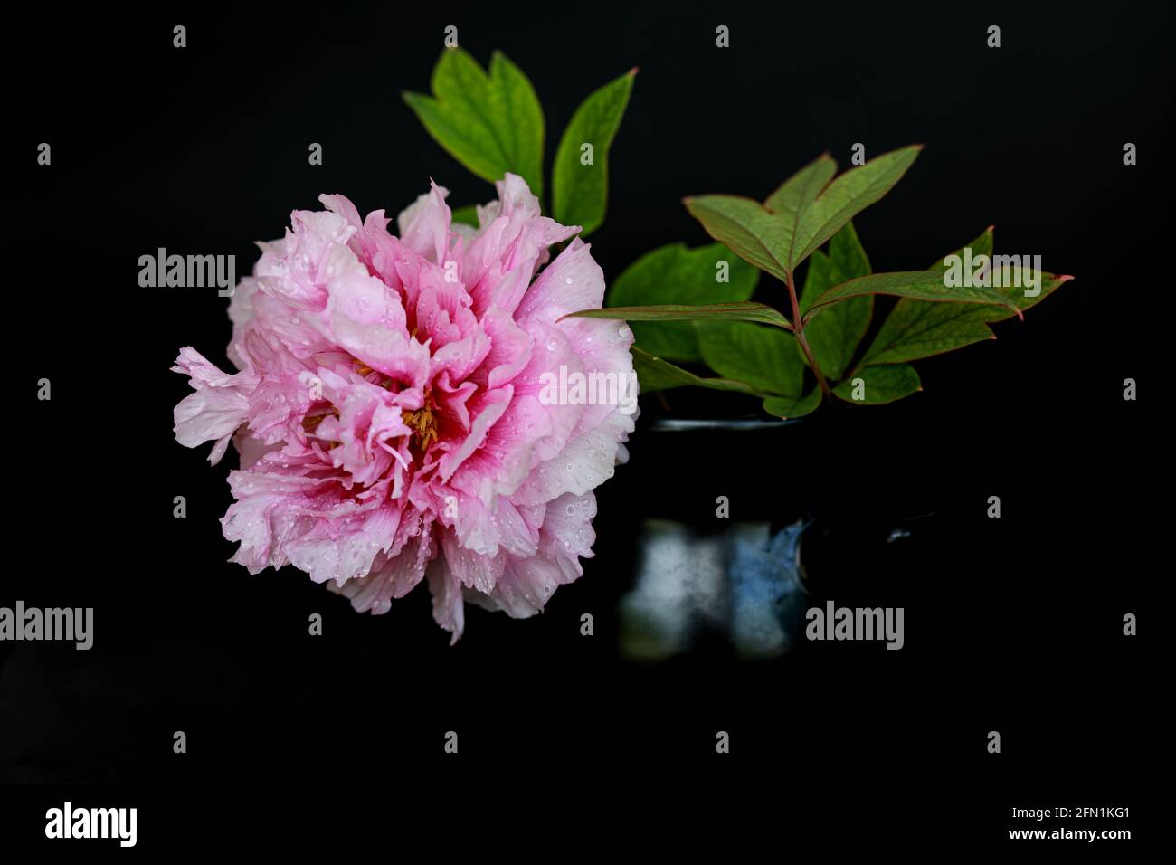 Schöne rosa Pfingstrose Blume mit Wassertropfen isoliert auf dunklem Hintergrund. Speicherplatz kopieren Stockfoto