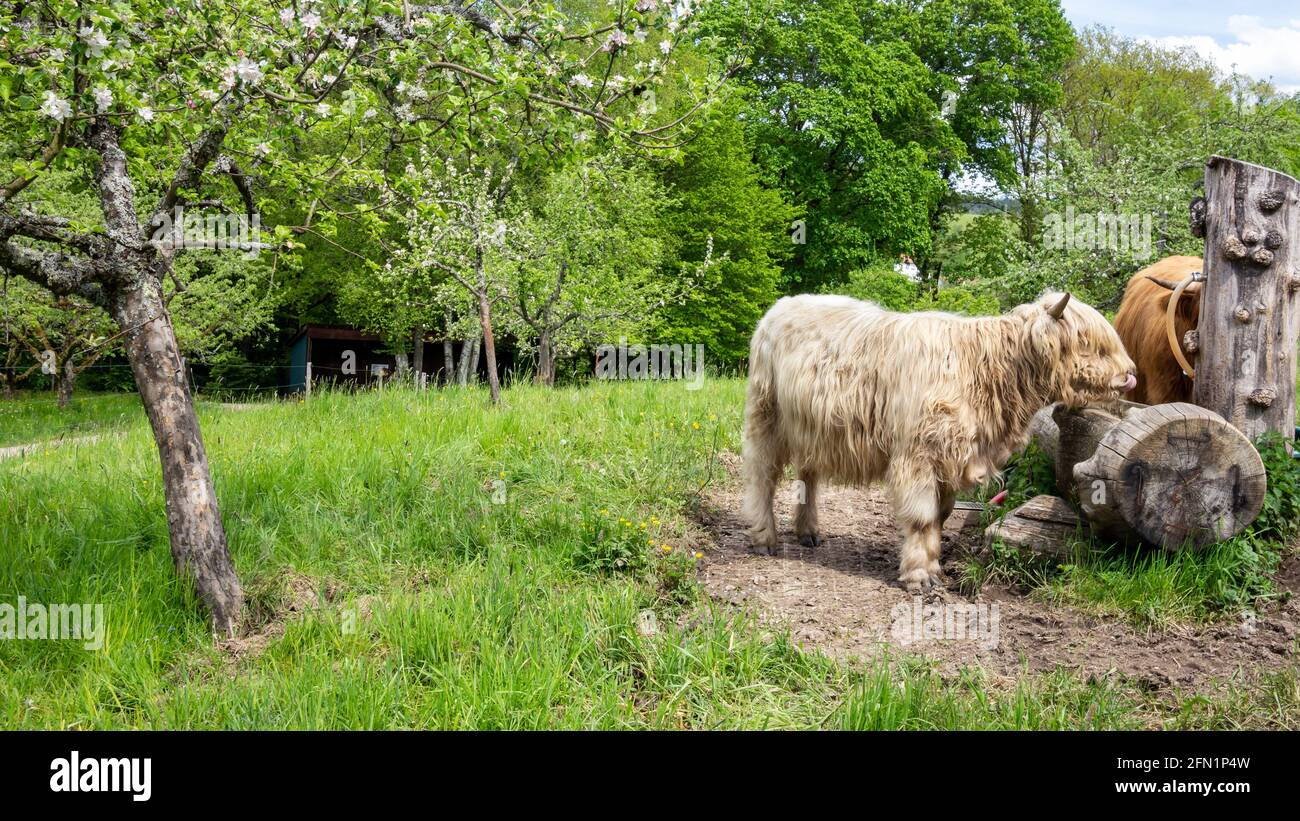 Highlander weiße und rote Haarkuh neben rustikalem hölzernen Wassertrinkplatz in der Mitte der Wiese mit frischem grünen Gras und Apfelbäumen. Stockfoto