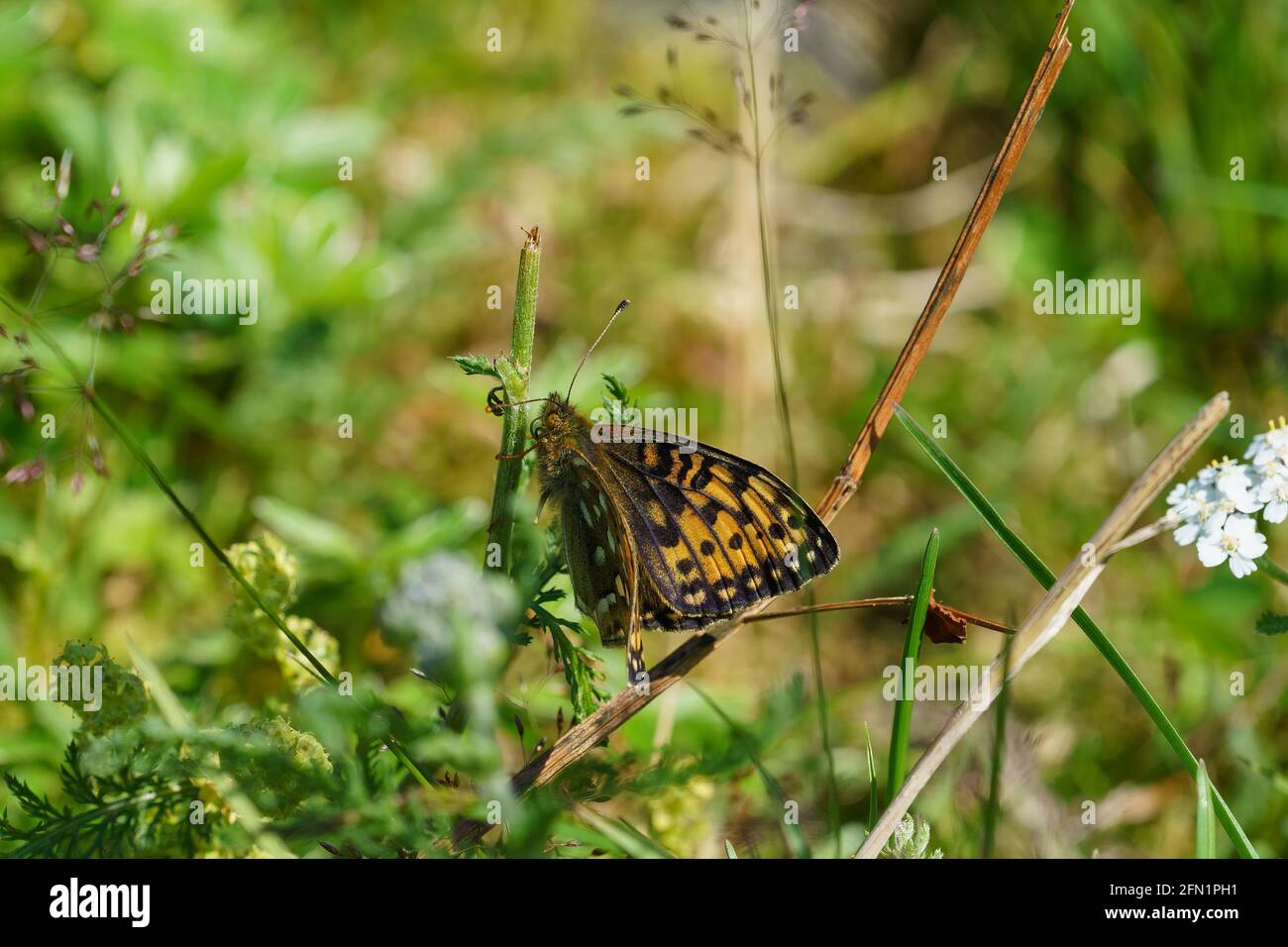 FLO, NORWEGEN - 2020. AUGUST Schmetterlingsbusch mit Speyeria aglaja. Stockfoto