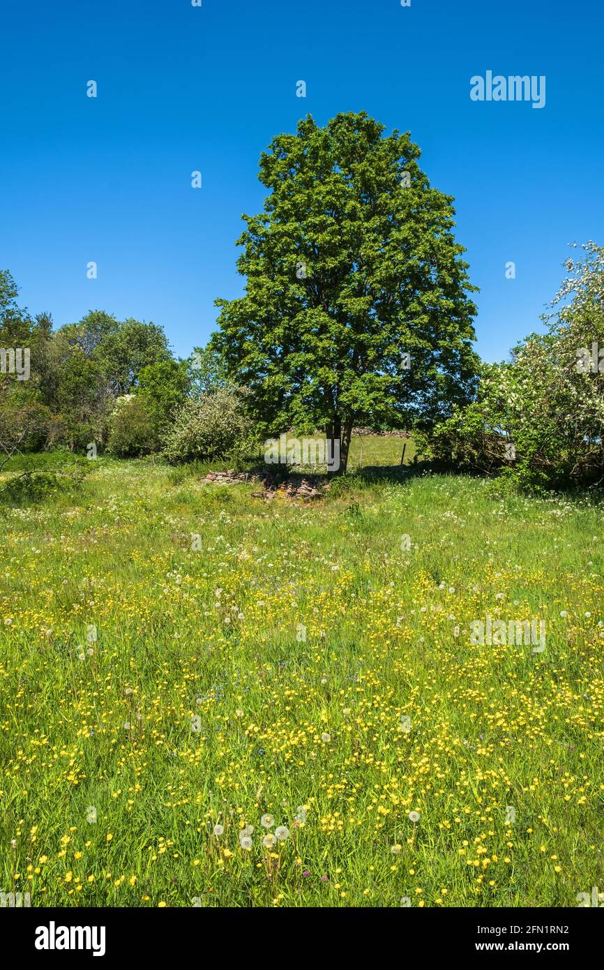 Wiese Butterblume Blumen und ein üppiger Baum auf einem Wiese Stockfoto