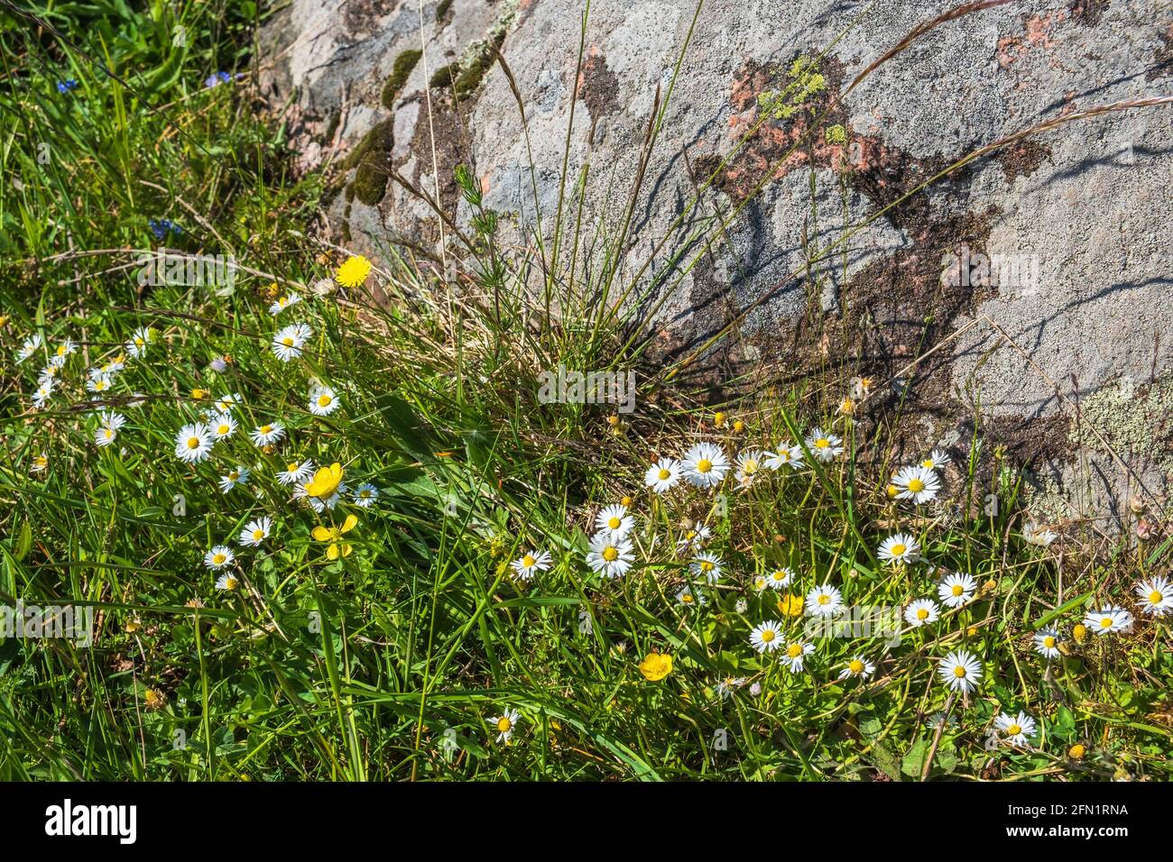 Blühende Gänseblümchen blüht an einem Felsen auf einer sonnigen Wiese Stockfoto