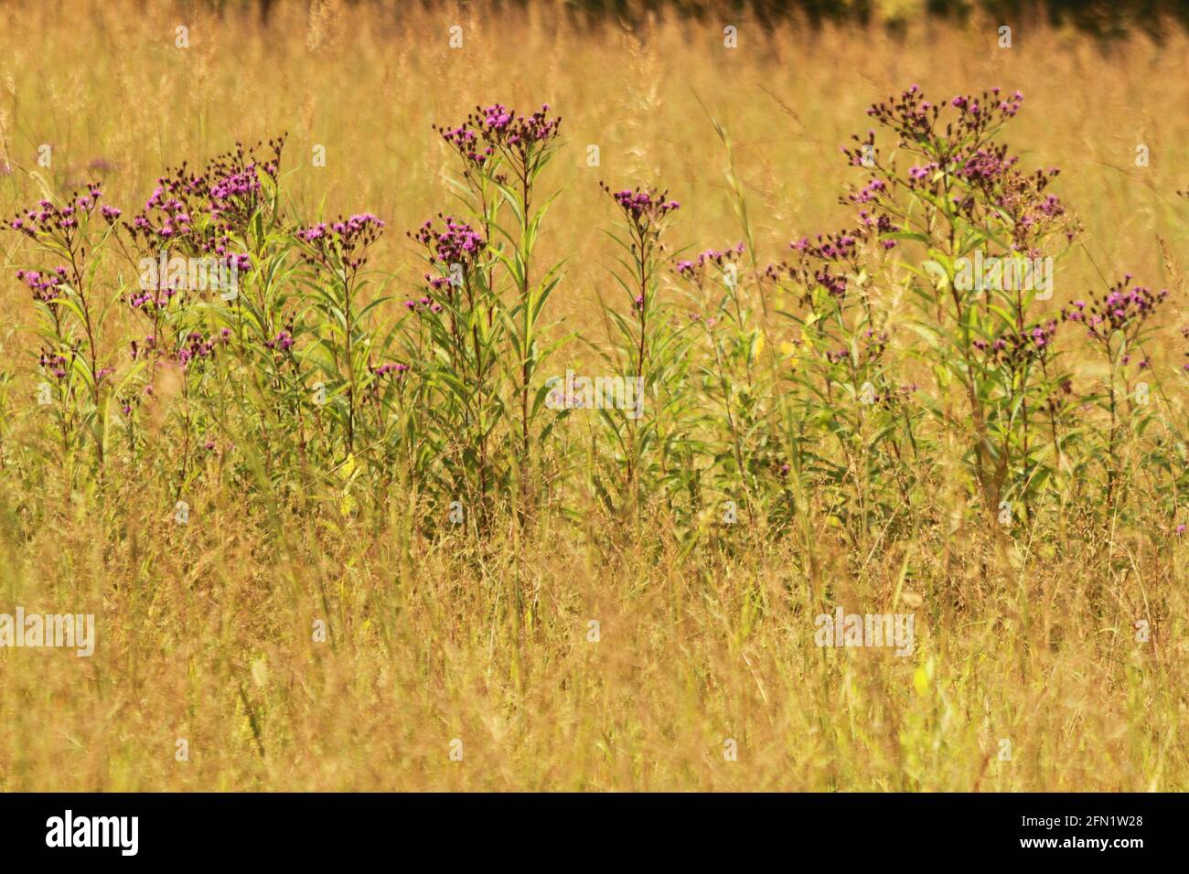 Das Knuspelz blüht auf einem Feld im ländlichen Virginia, USA Stockfoto