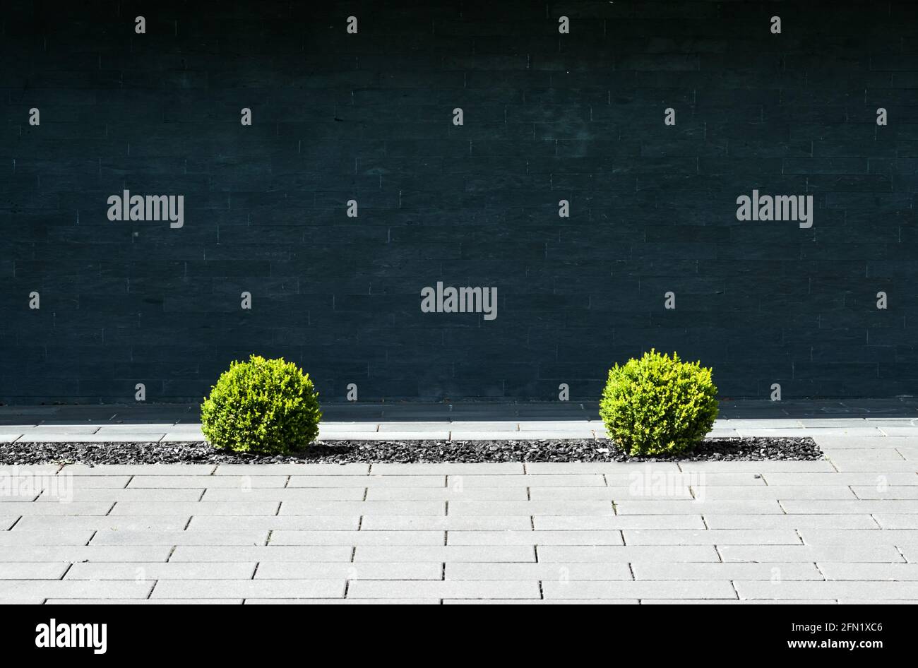 Kleine grüne Büsche in einem toten Kiesbett in einem grauen Gehsteig vor einer schwarzen Steinwand, minimalistisches depressives abstraktes Konzept Stockfoto