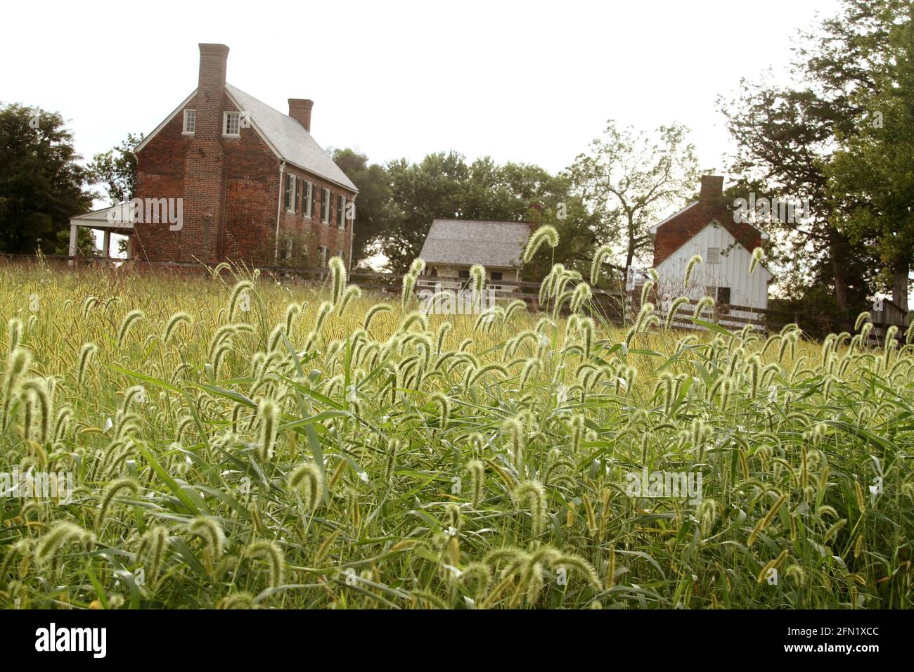 Clover Hill Tavern, 1819, historisches Gebäude im Appomattox Court House, VA, USA. Feld von Hasen Gerste Unkraut im Spätsommer. Stockfoto