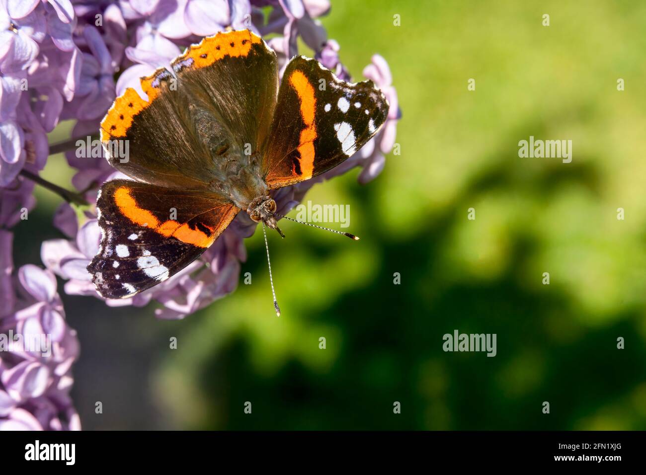 Roter Admiral-Schmetterling (Vanessa atalanta) ruht auf einer lila Flieder Strauch Blume während der Sommersaison, ein Makro Nahaufnahme Stock Foto Bild wit Stockfoto