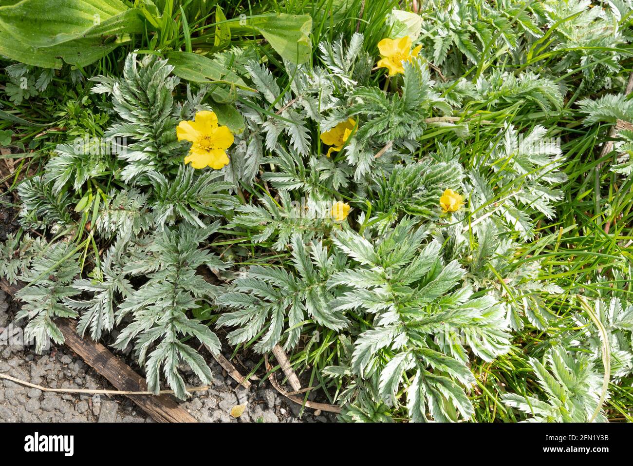 Silberweed (Potentilla anserina), eine kriechende mehrjährige Pflanze aus der Familie der Rosaceae mit gelben Blüten im Mai, Großbritannien Stockfoto