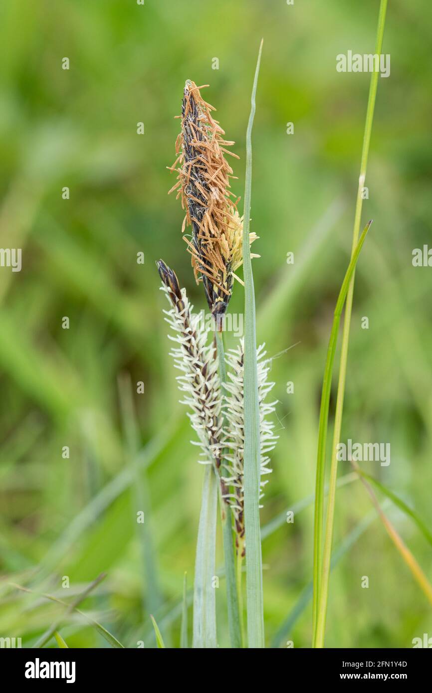 Blaues Sedge (Carex flacca), auch Blaues Sedge genannt, das im Mai in einem feuchten Wiesenhabitat wächst Stockfoto