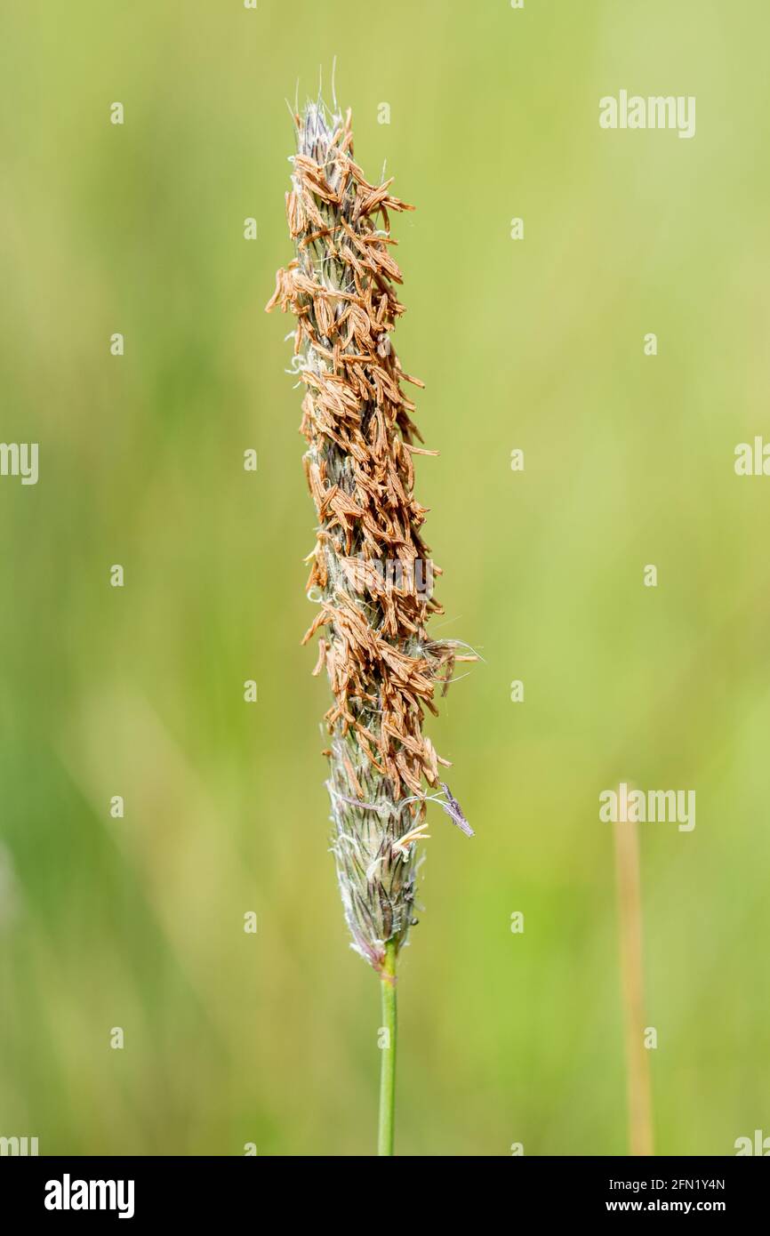 Wiesenfuchsschwanz (Alopecurus pratensis), eine mehrjährige Grasart, die auf feuchten Wiesenhabitaten in Oxfordshire, Großbritannien, wächst Stockfoto