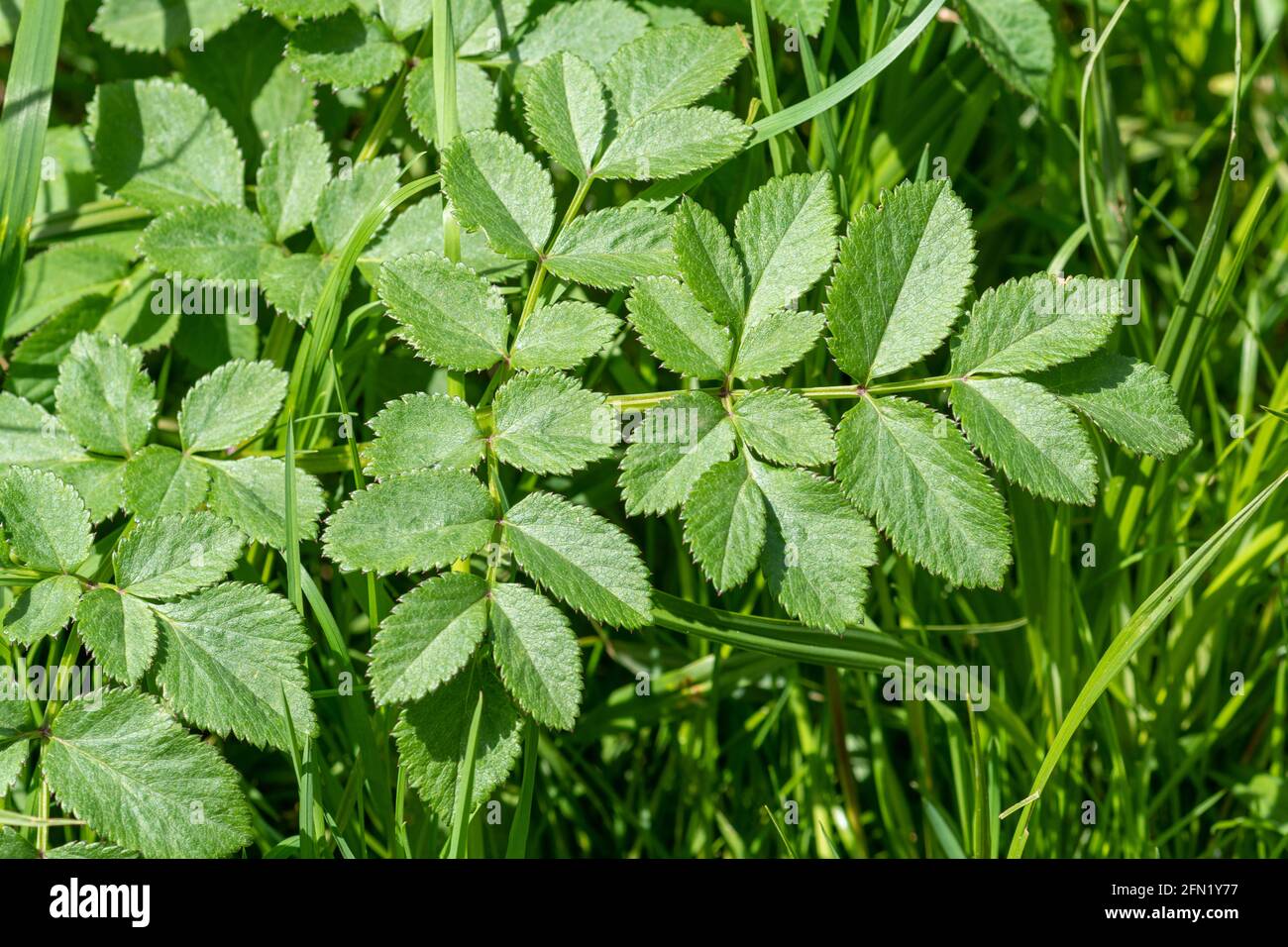 Wild Angelica (Angelica sylvestris) Blätter Laub in feuchten Wiesen, Großbritannien Stockfoto