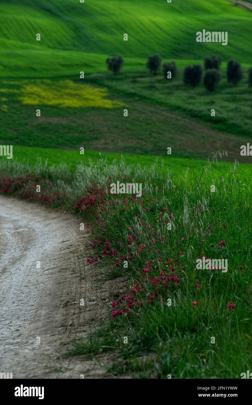 Unbefestigte Straße in den hügeligen Hügeln der Toskana im Frühling Stockfoto