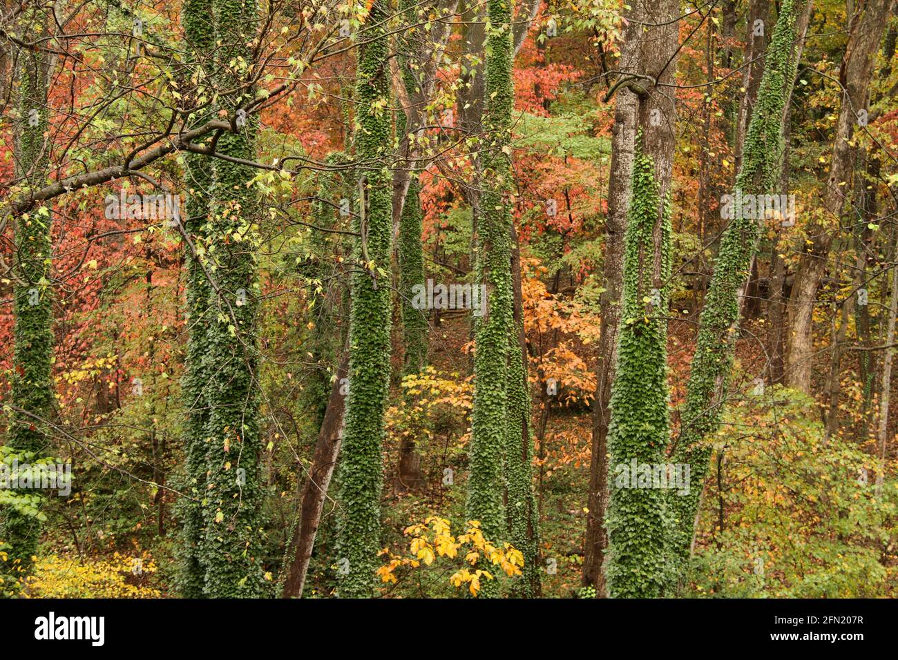 Wälder im Herbst in Virginia, USA. Immergrüner Efeu um Baumstämme. Stockfoto