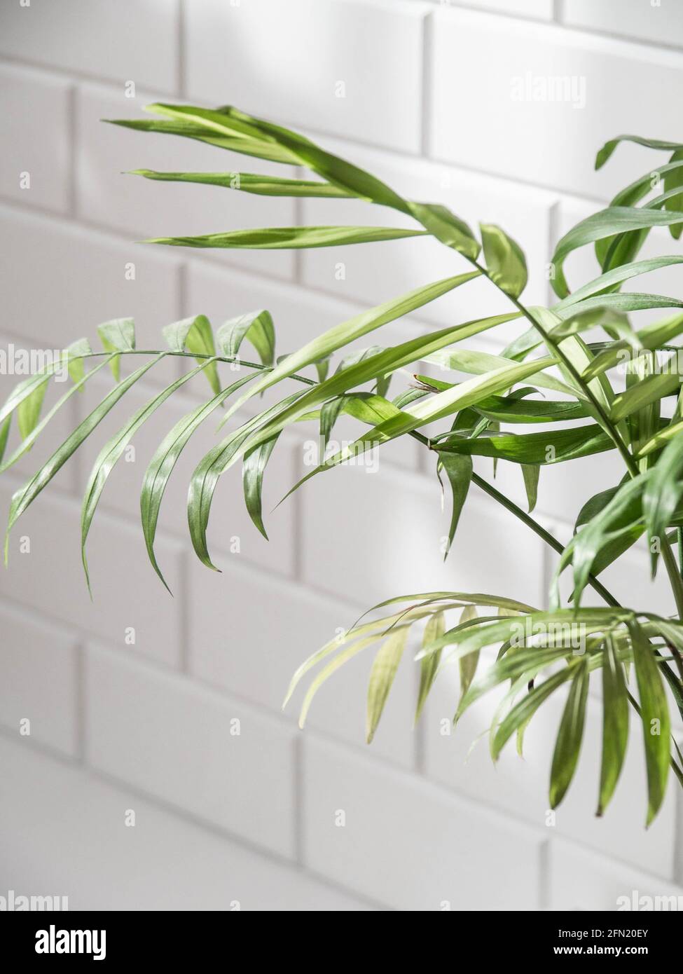 Grüne Palmenblätter auf weißem Wandhintergrund. Platz kopieren . Vorderansicht. Minimales Konzept für Zimmerpflanzen. Stockfoto