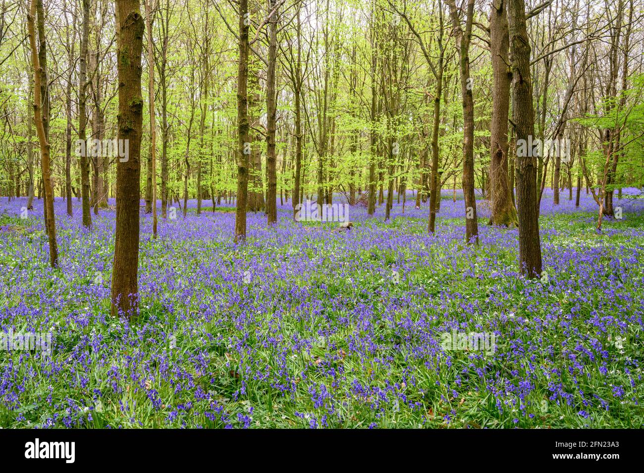 Der Waldboden ist mit einem Teppich aus Blauhells unter dem auftauchenden Baldachin aus hellen Frühlingsblättern bedeckt, Walstead in West Sussex, England. Stockfoto
