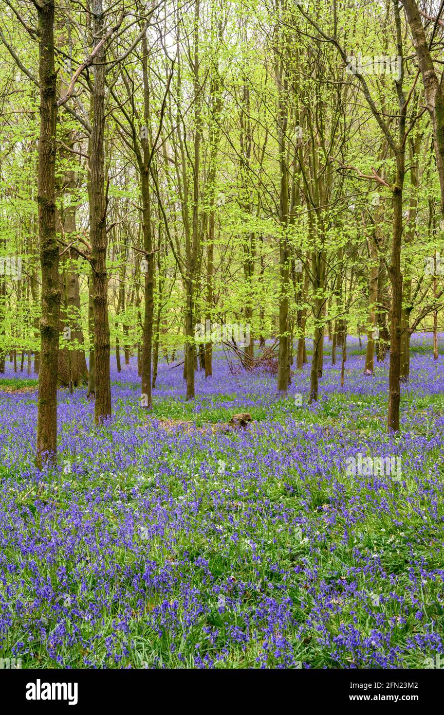 Der Waldboden ist mit einem Teppich aus Blauhells unter dem auftauchenden Baldachin aus hellen Frühlingsblättern bedeckt, Walstead in West Sussex, England. Stockfoto