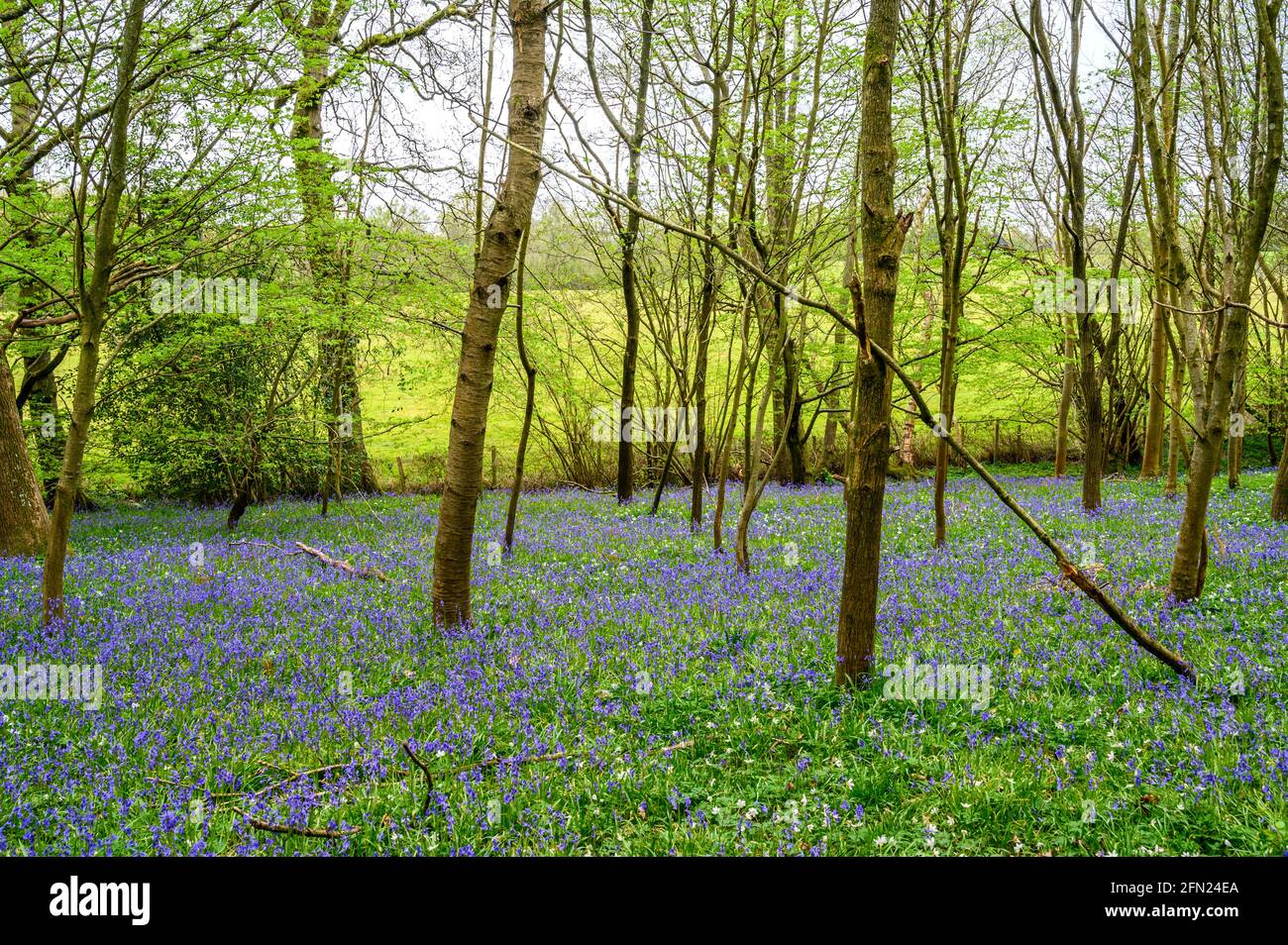 Der Waldboden ist mit einem Teppich aus Blauhells unter dem auftauchenden Baldachin aus hellen Frühlingsblättern bedeckt, Walstead in West Sussex, England. Stockfoto