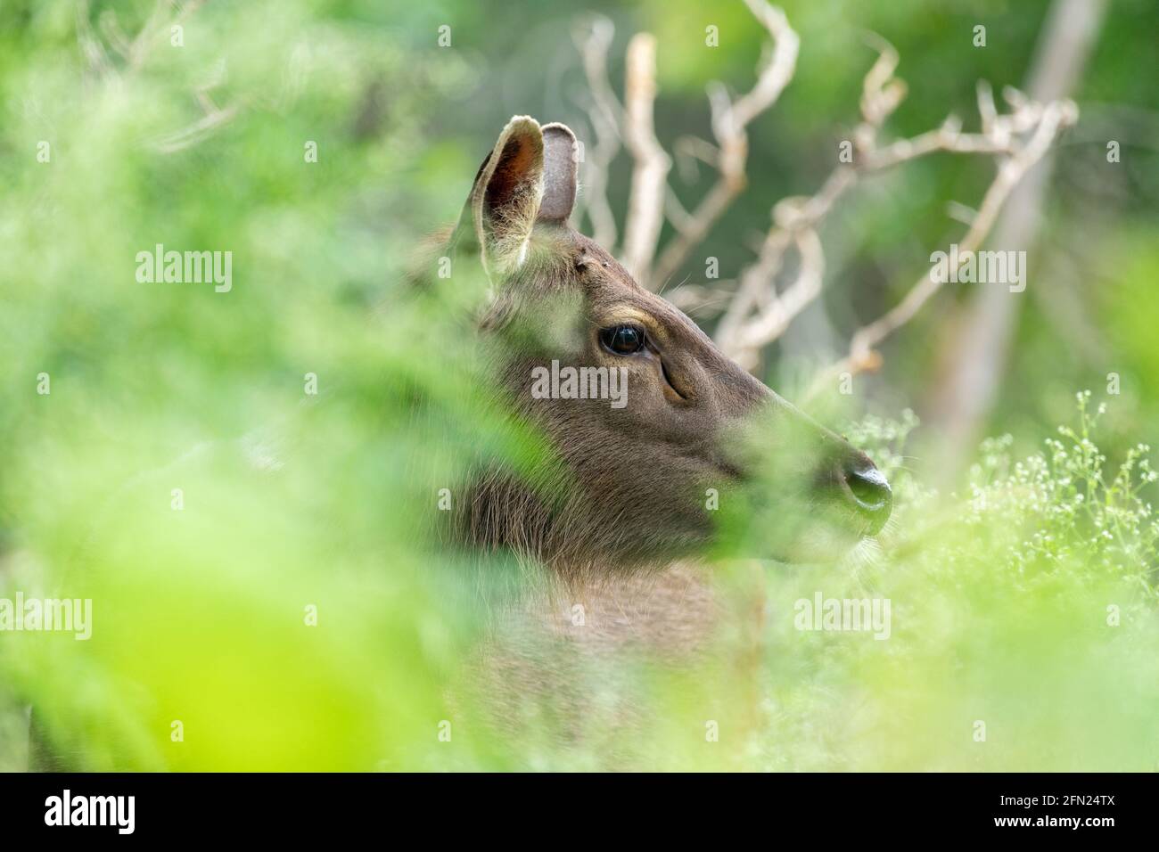 Hornlose Sambar-Hirsche, die durch das Grasland grasen und spazieren In tamil nadu Stockfoto