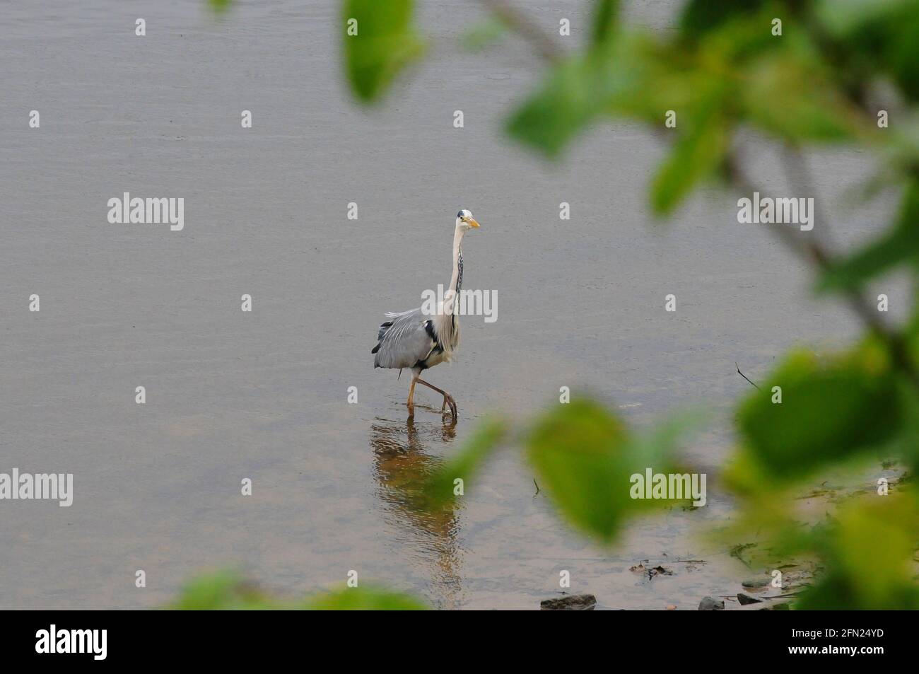 London, Großbritannien. Mai 2021. Regen auf der Themse in Chiswick. Kredit: JOHNNY ARMSTEAD/Alamy Live Nachrichten Stockfoto