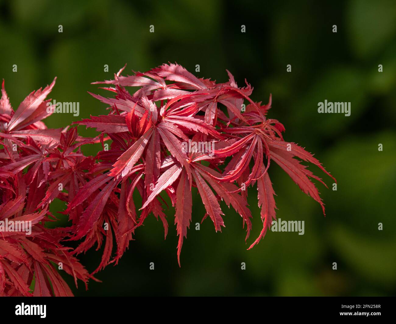 Das leuchtend rote Frühfrühling des japanischen Ahorns Acer palmatum Jerre Schwartz Stockfoto