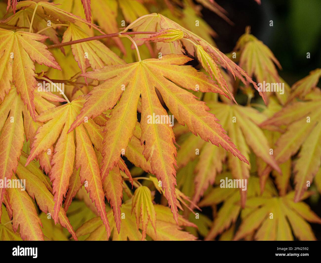 Die leuchtend orange gelben neuen Frühlingsblätter von Acer palmatum Orange Dream Stockfoto