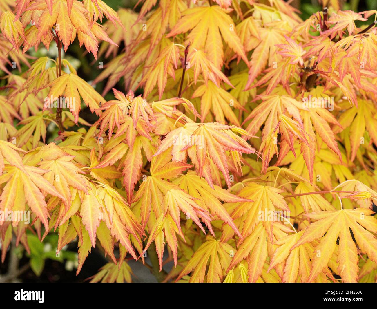 Die leuchtend orange gelben neuen Frühlingsblätter von Acer palmatum Orange Dream Stockfoto