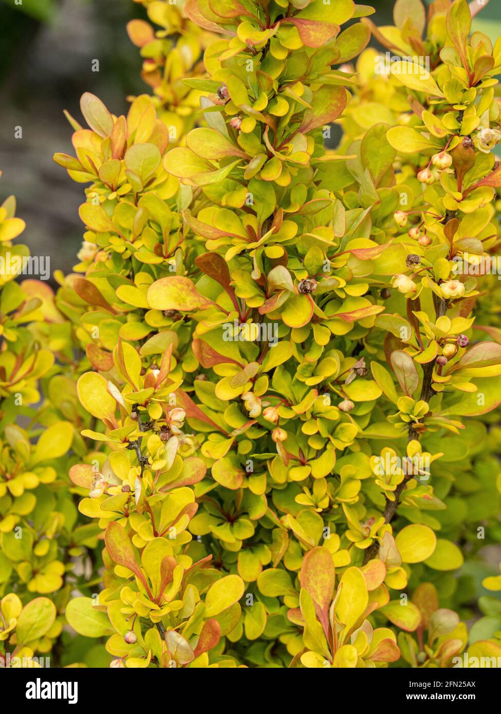 Eine Nahaufnahme des leuchtend goldenen Frühlingsblätters von Berberis thunbergii „Goldene Rakete“ Stockfoto