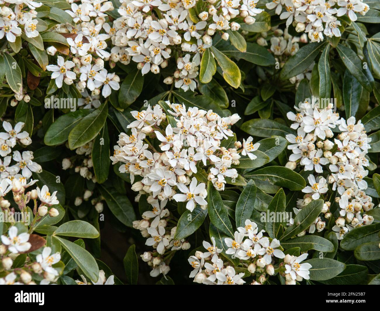 Das Laub und die weißen Blüten der mexikanischen Orangenblüte Choisya ternata Stockfoto