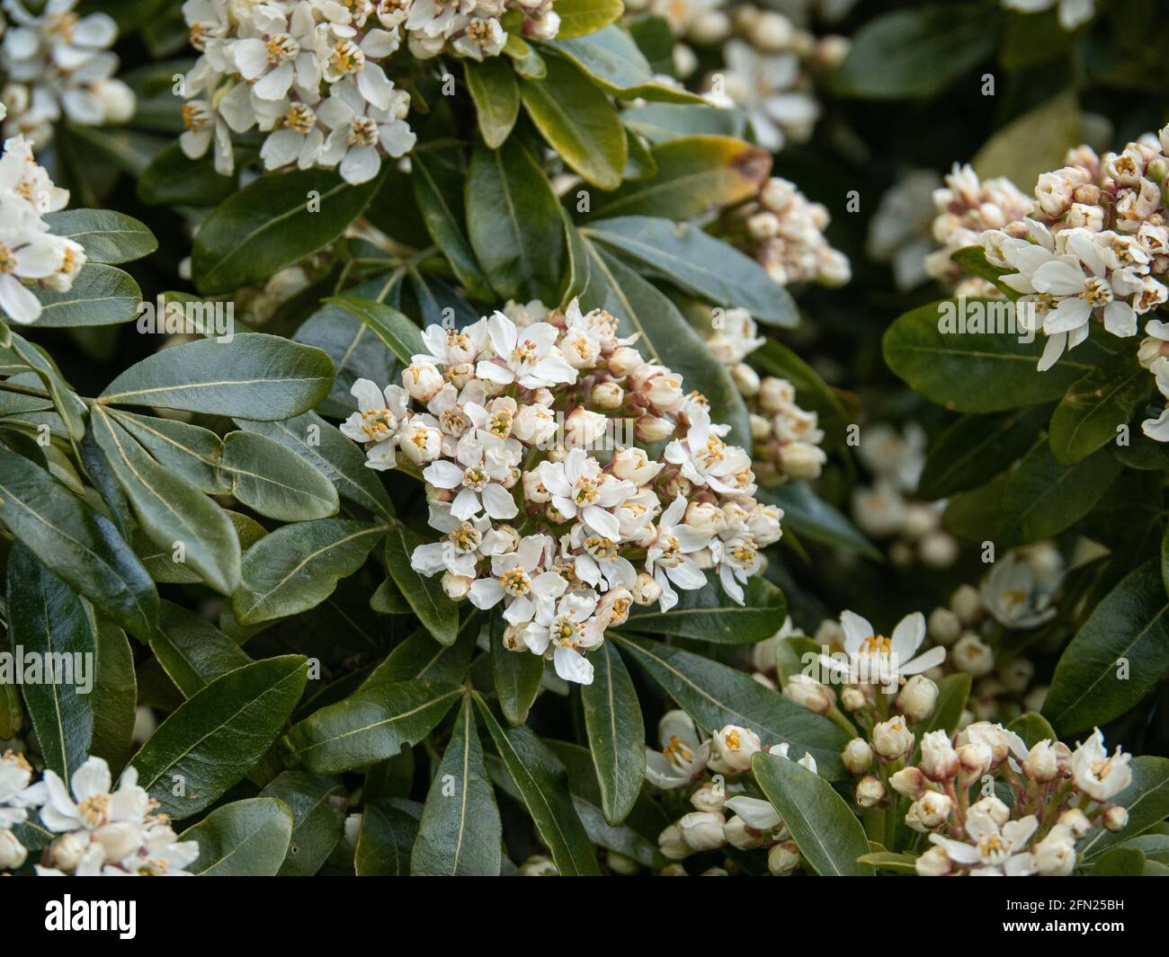 Das Laub und die weißen Blüten der mexikanischen Orangenblüte Choisya ternata Stockfoto
