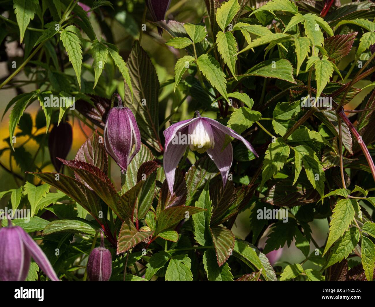 Eine Gruppe von Blumen von Clematis alpina Willy, die durchwachsen Das Laub von Viburnum × Bodnantense 'Dawn Stockfoto