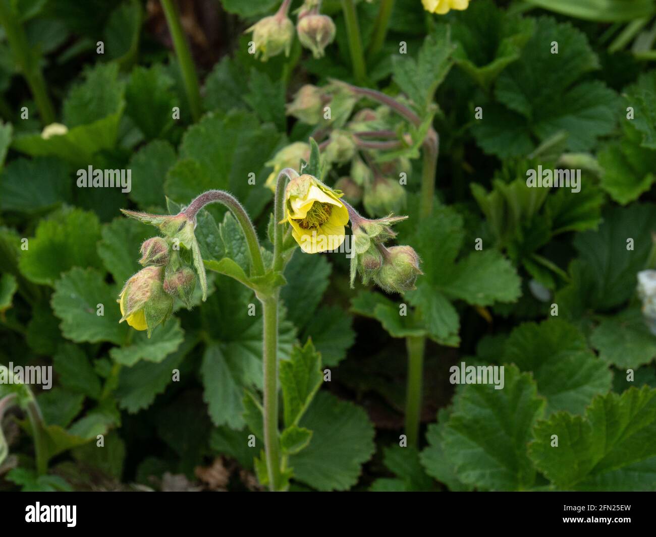 Eine Nahaufnahme der hängenden gelben glockenförmigen Blüten Von Geum x intermedium Stockfoto