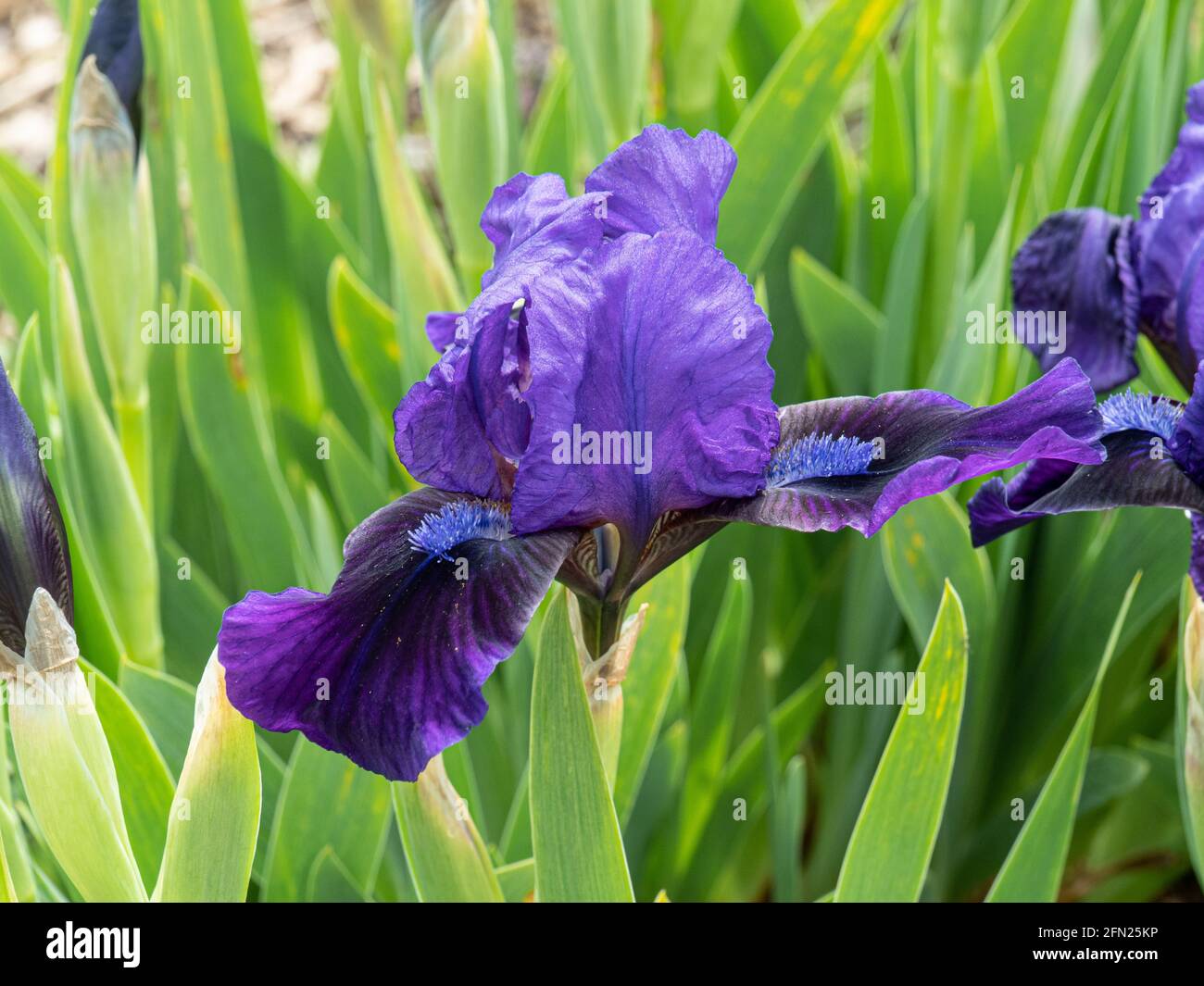 Eine Nahaufnahme einer einzelnen Blüte des Kobaltblüten Blauer Zwerg Iris Brannigan Stockfoto