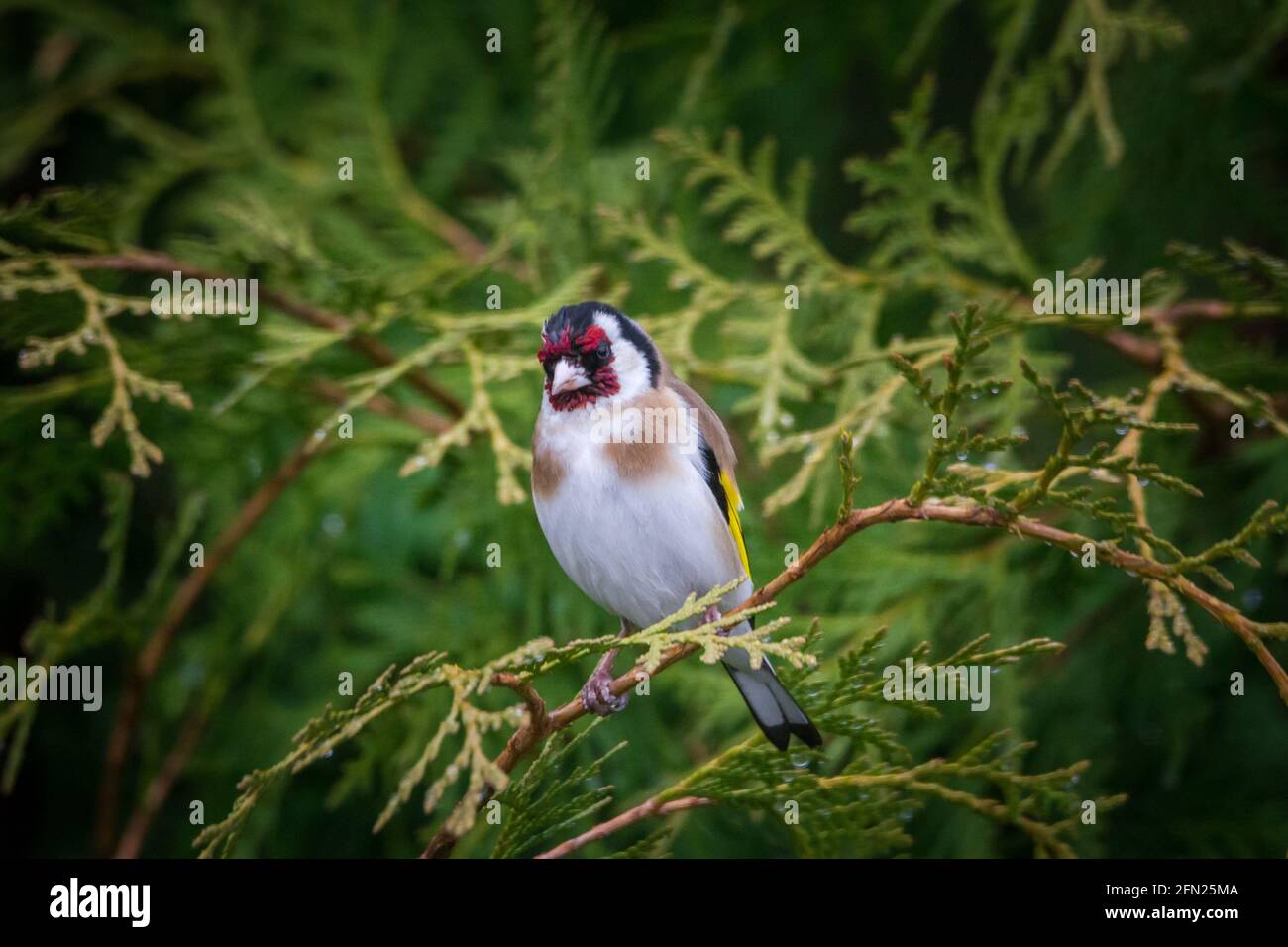 Goldfinch, Stieglitz, Distelfink (Carduelis carduelis) sitzen in immergrünen Zweigen Stockfoto