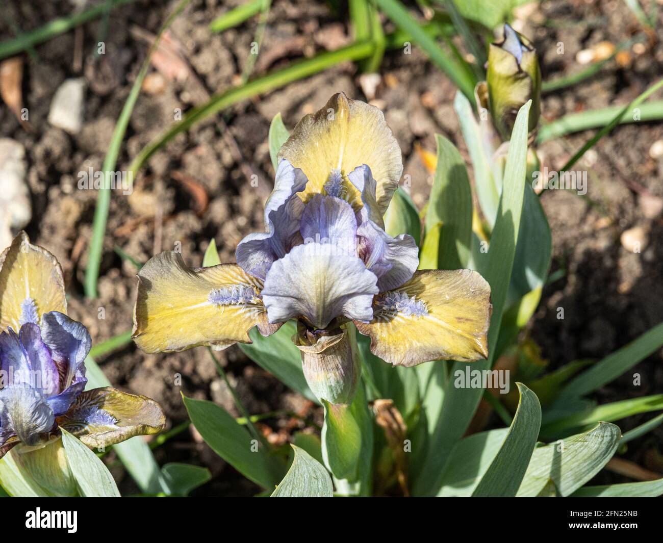 Eine Nahaufnahme einer einzigen cremigen Fliederblüte Der Zwerg Iris Hocus Pocus Stockfoto
