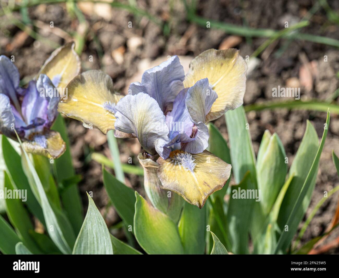 Eine Nahaufnahme einer einzigen cremigen Fliederblüte Der Zwerg Iris Hocus Pocus Stockfoto