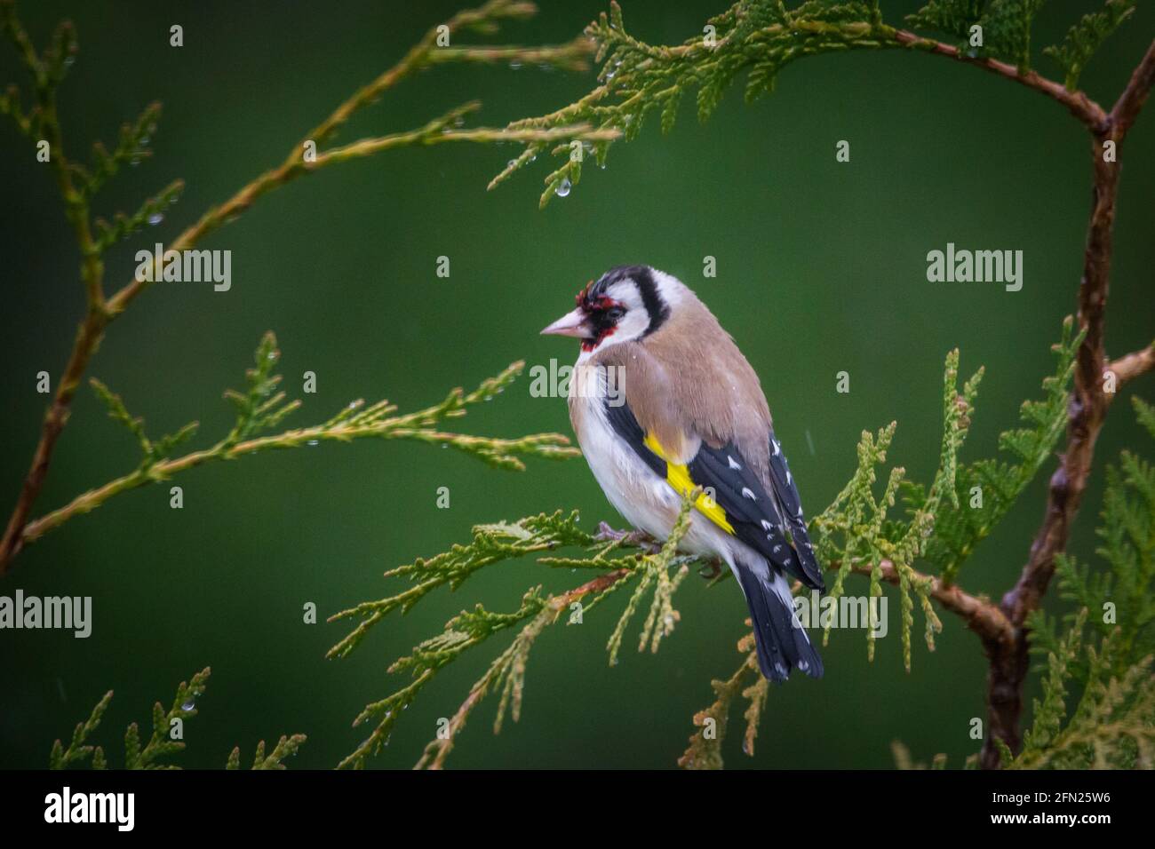 Goldfinch, Stieglitz, Distelfink (Carduelis carduelis) sitzen in immergrünen Zweigen Stockfoto