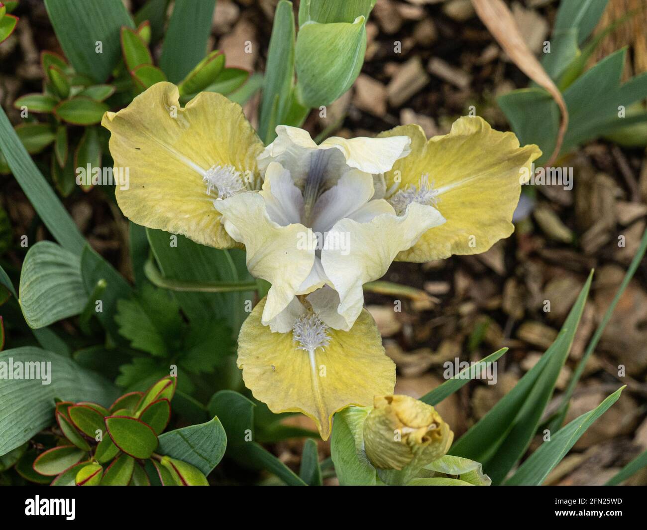 Eine Nahaufnahme einer einzigen Blume des Dunkel Gelber und weißer Zwerg Iris Frau Nate Rudolph Stockfoto
