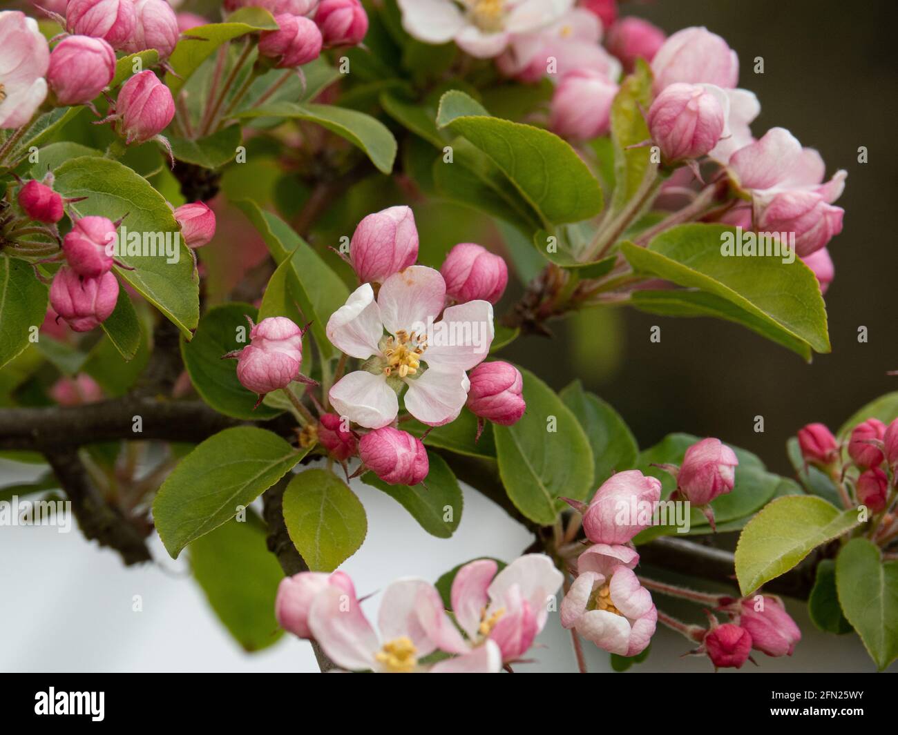 Eine Nahaufnahme der rosa hinterleuchbenen weißen Blüten von Die Krabbe Apfel Malus Red Sentinel Stockfoto