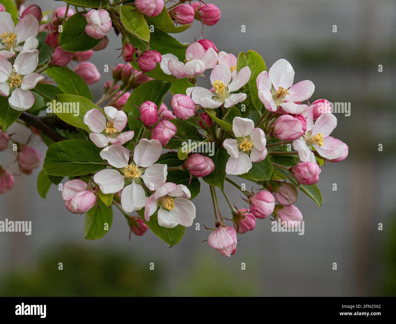 Eine Nahaufnahme der rosa hinterleuchbenen weißen Blüten von Die Krabbe Apfel Malus Red Sentinel Stockfoto