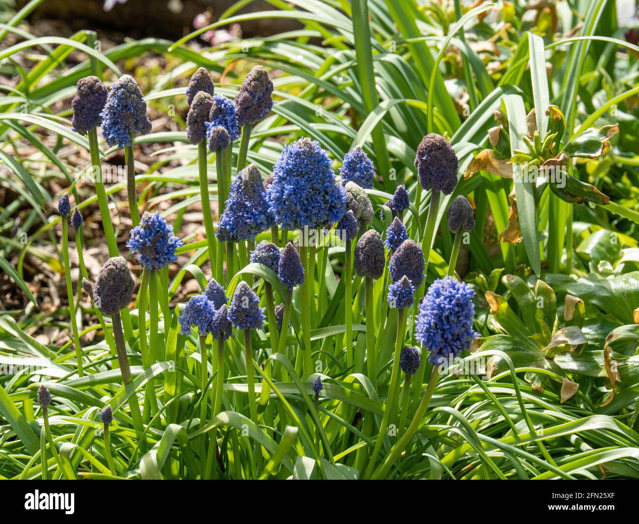 Eine Gruppe von Blumen des ungewöhnlich aussehenden Muscari armeniacum Stockfoto