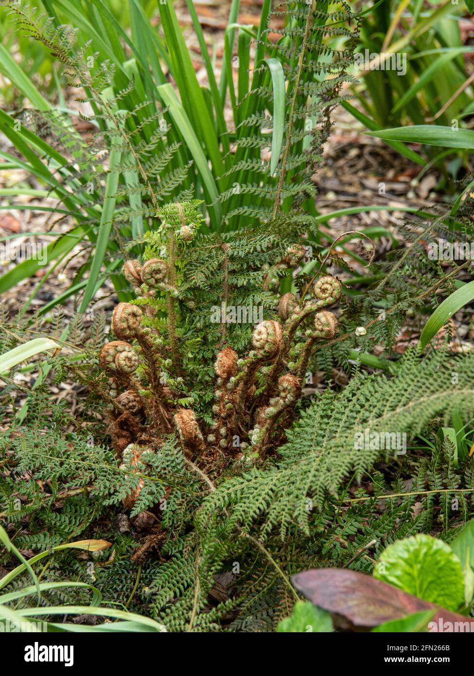 Eine reife Pflanze von Polystichum setiferum Actilobum Gruppe in der Anfang des Frühlings mit den neuen aufrollenden Wedeln Stockfoto