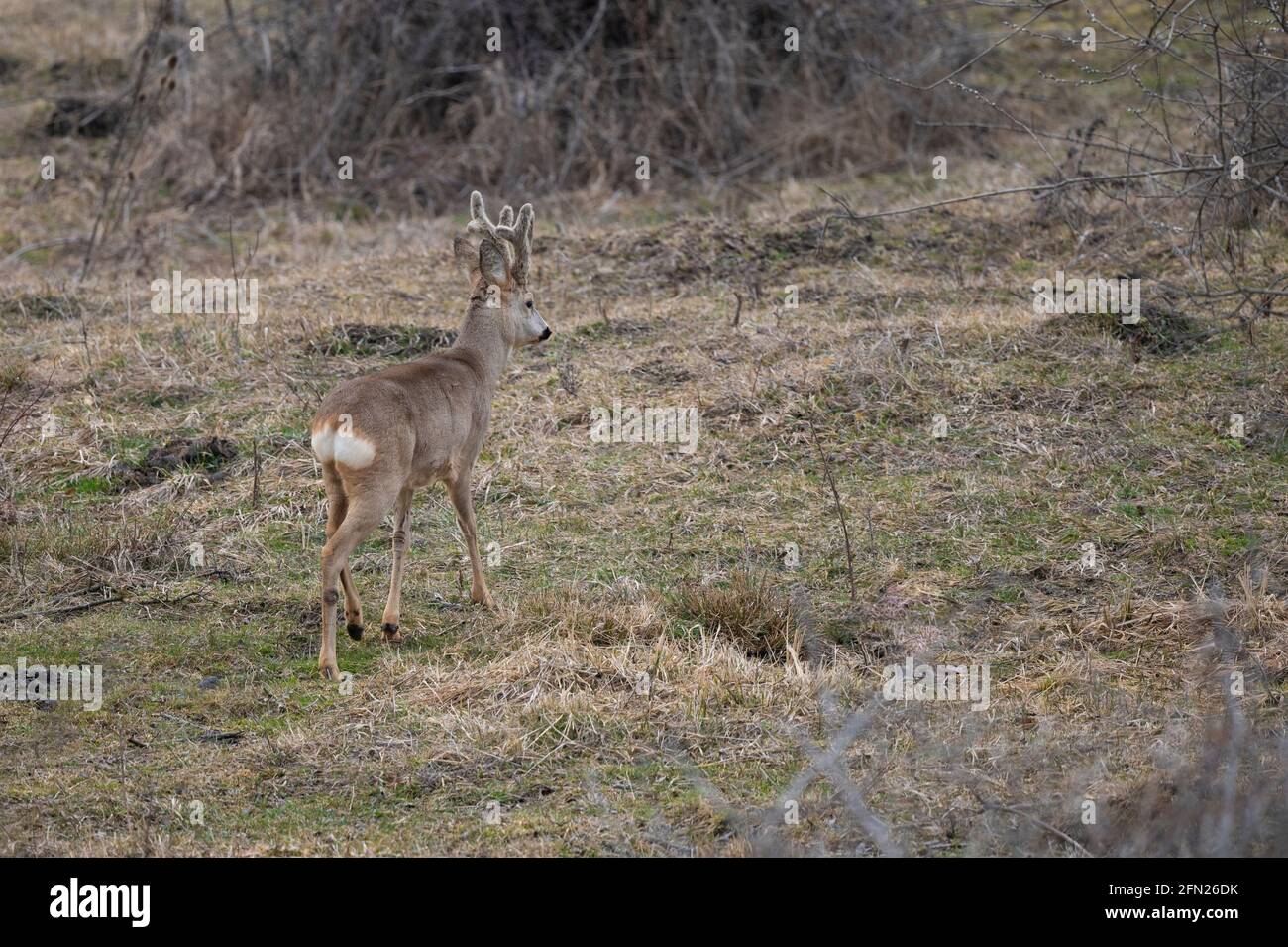 Wilde Hirse in Rumänien Stockfoto