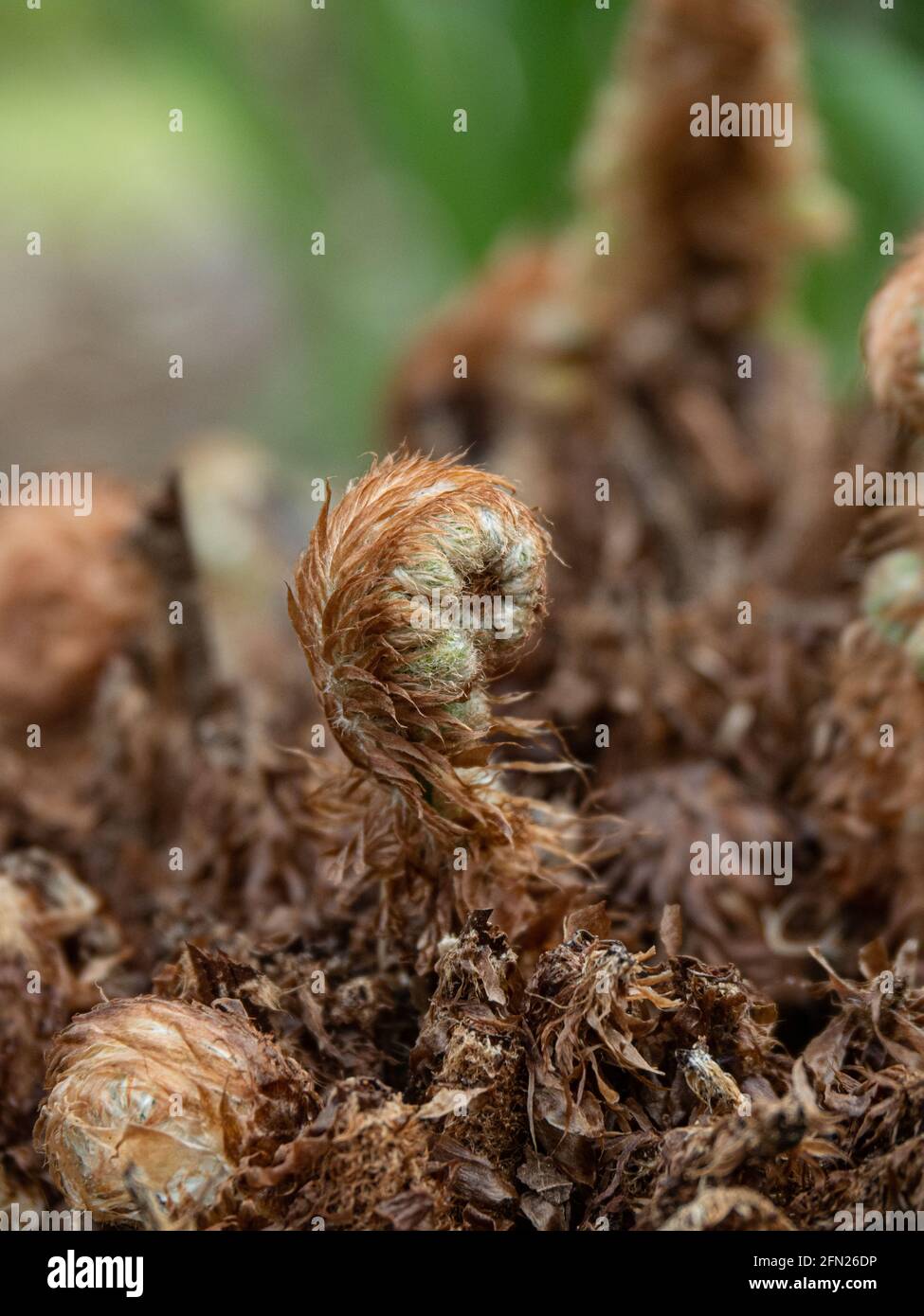 Eine Nahaufnahme der sich entrollenden Wedel des Farns Polystichum setiferum Plumosomultilobum Stockfoto