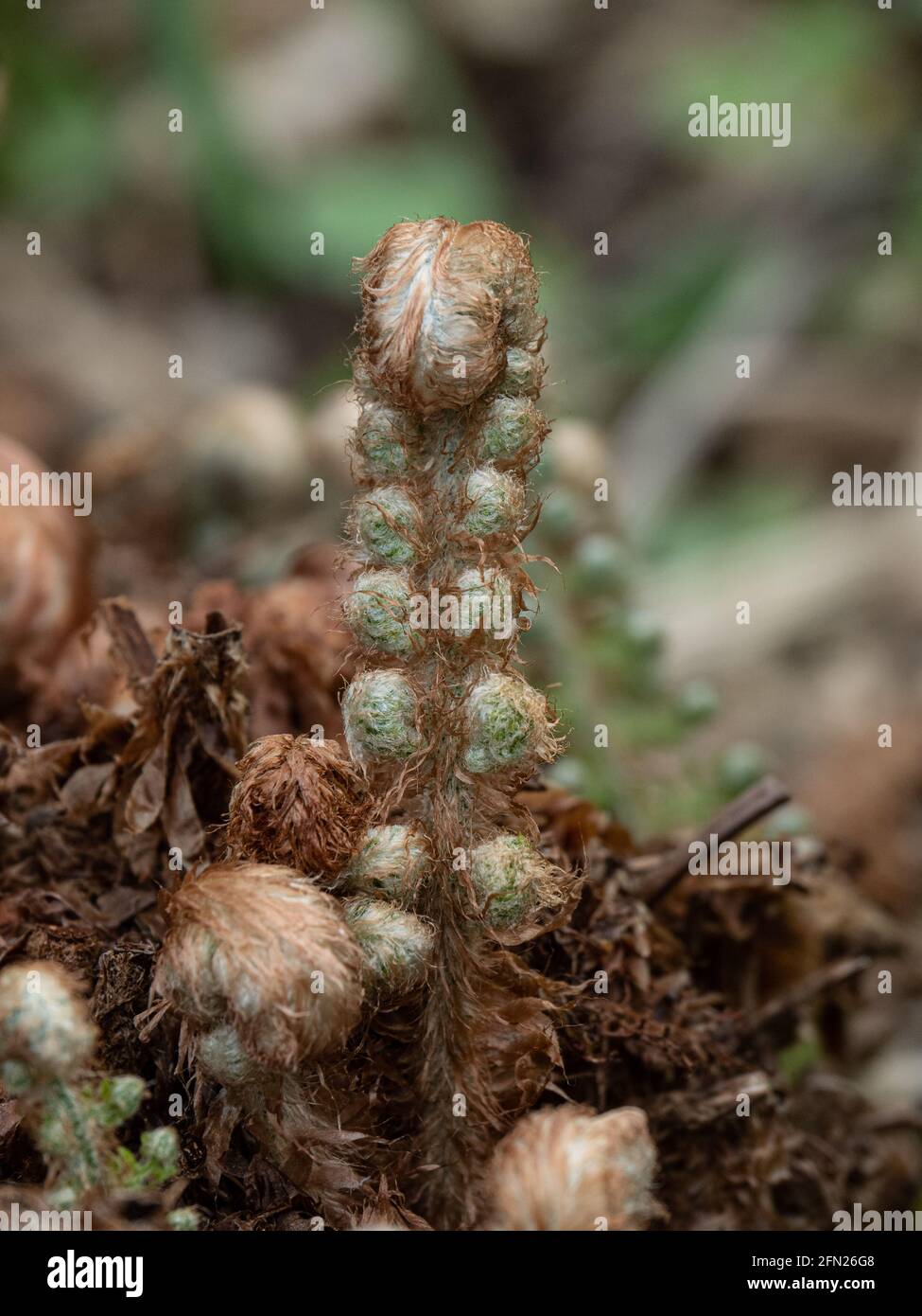 Eine Nahaufnahme der sich entrollenden Wedel des Farns Polystichum setiferum Plumosomultilobum Stockfoto