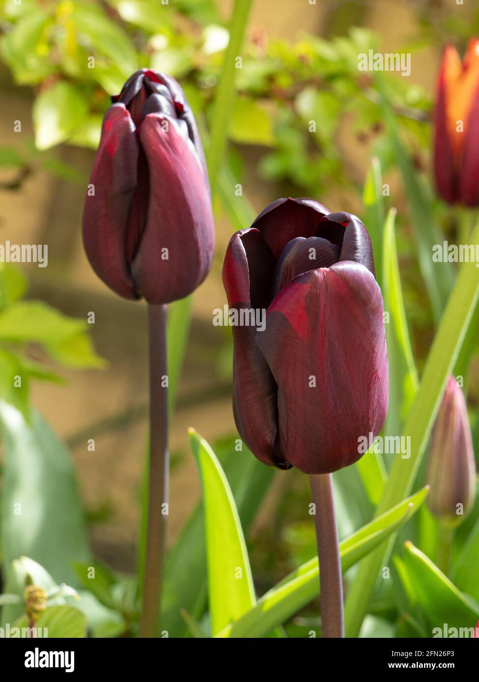 Eine Nahaufnahme von zwei ebenholzfarbenen Blüten von Tulip Kontinental Stockfoto