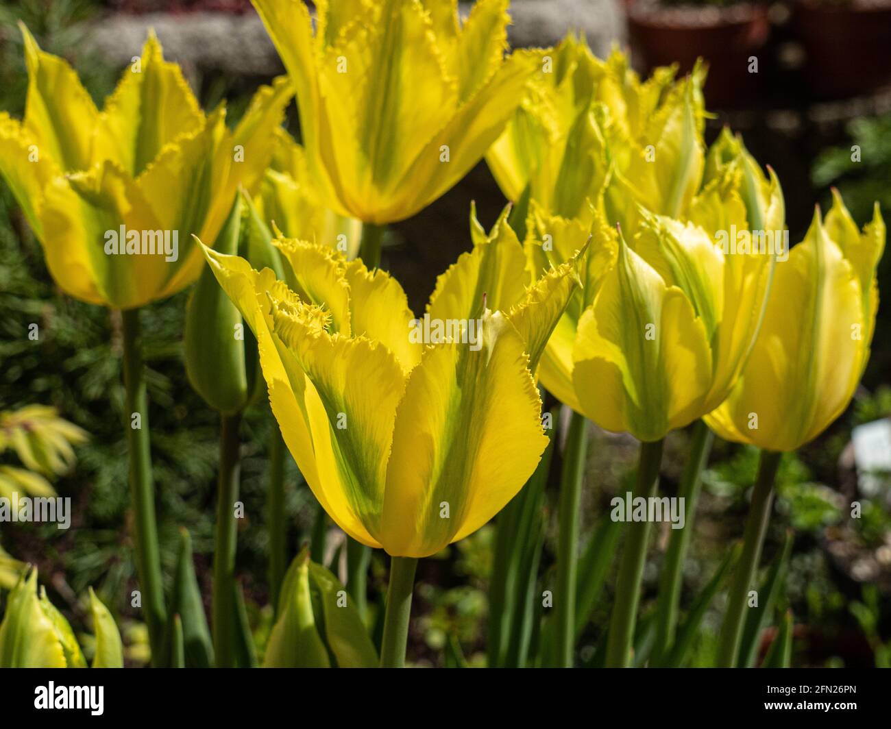 Eine Gruppe der Zitrone und Limettengrün Blüten von Die Viridiflora Tulip 'Green Mile' Stockfoto