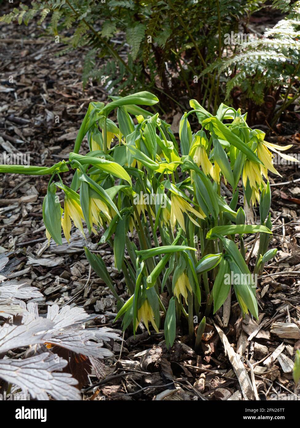 Ein Klumpen des aufrechten grünen Laubs und hängenden gelben Glocken von Uvlaria grandiflora var Palida Stockfoto
