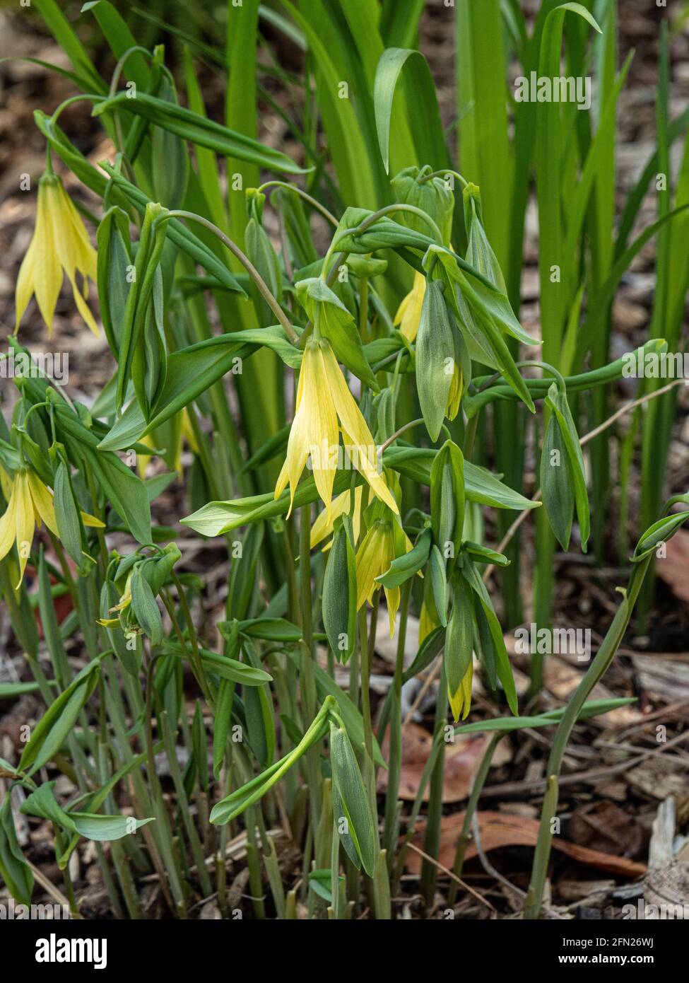 Ein Klumpen des aufrechten grünen Laubes und hängend blass Gelbe Glocken von Uvlaria perfoliata höherer Form Stockfoto