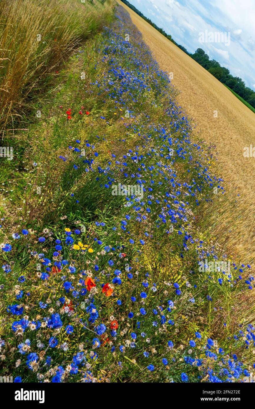 Blaue Kornblume, Cyanus segetum und roter Klatsch Mohn am Rande eines Getreidefeldes Stockfoto