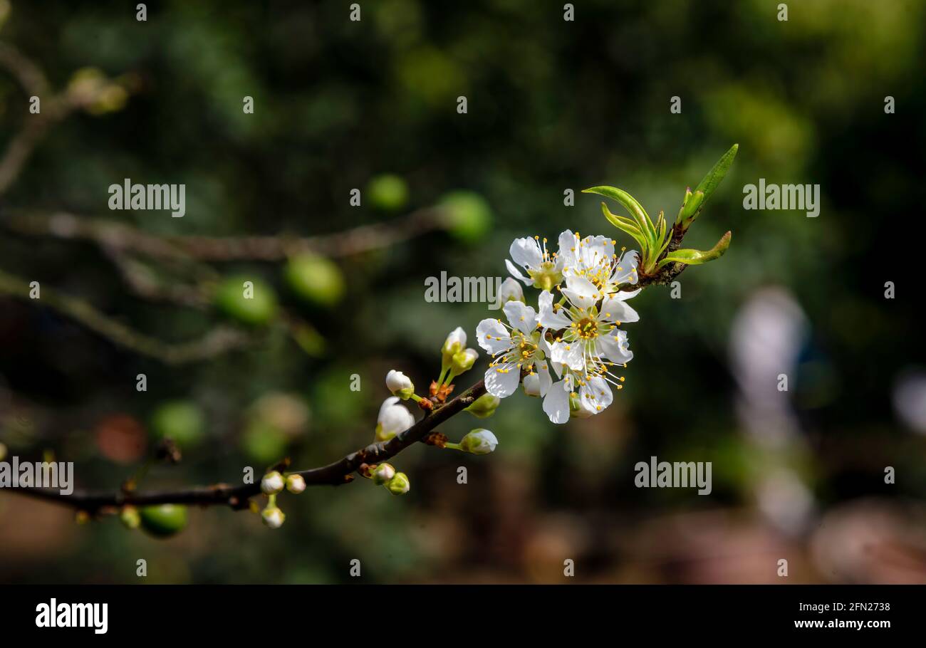 Wunderschöne weiße Pflaumenblüten im Naka Plums Valley in MOC Chau, Vietnam Stockfoto