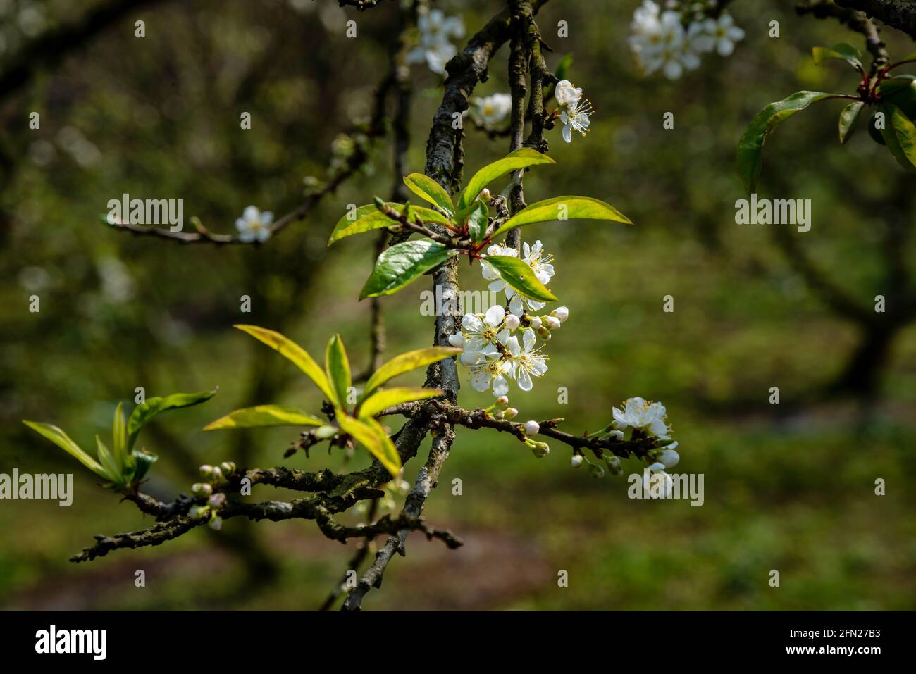 Wunderschöne weiße Pflaumenblüten im Naka Plums Valley in MOC Chau, Vietnam Stockfoto