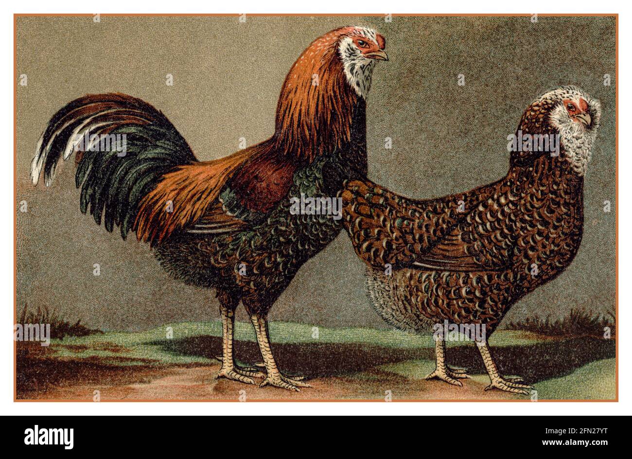 Vintage Cockerel und Hühner Männchen und Weibchen Vögel Geflügel Lithographie 1890 Illustration Stockfoto